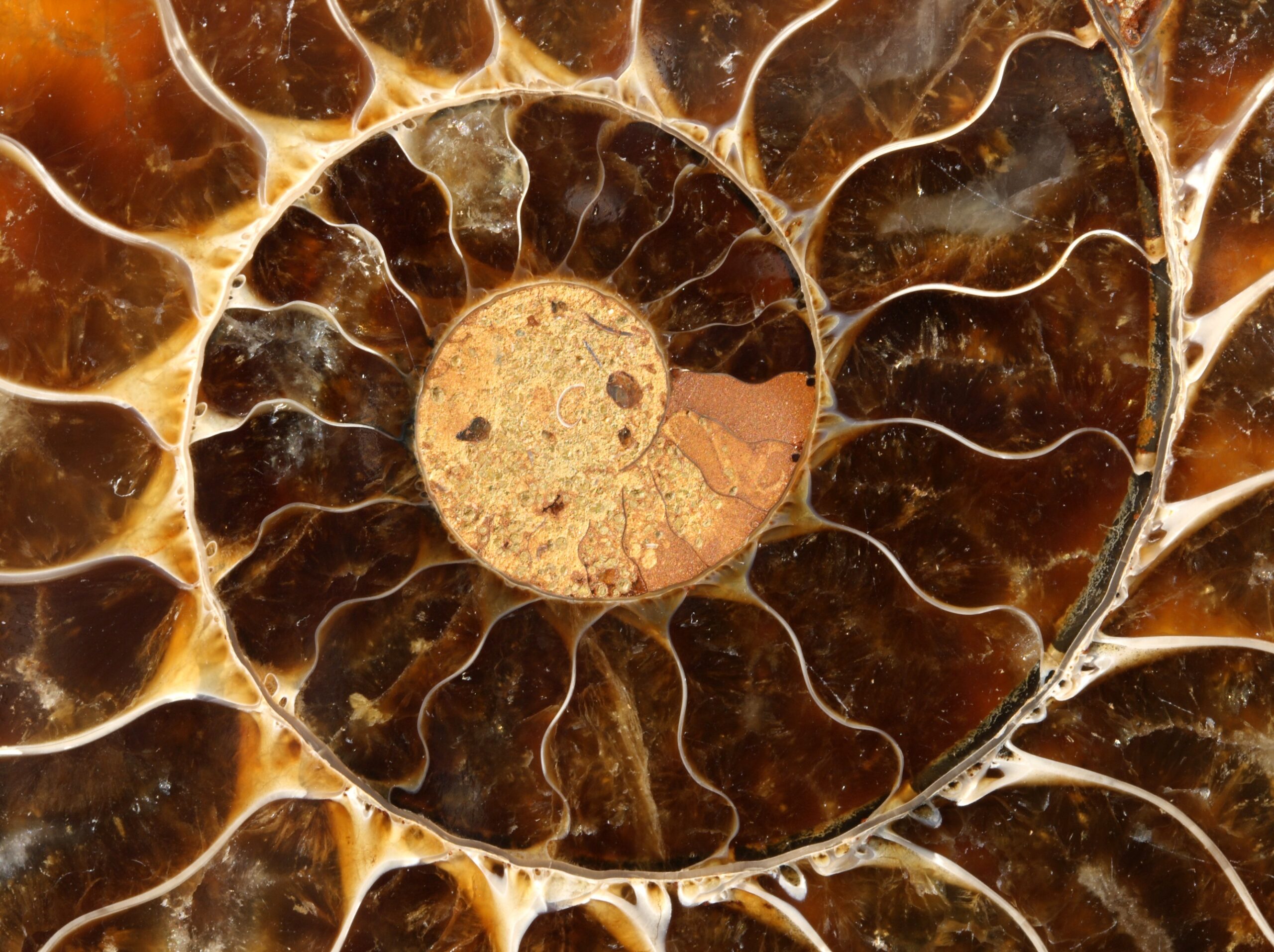 Ammonite Fossil